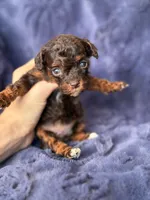Brown phantom abstract , a female Poodle - Toy  for sale in Tampa, FL – 2 of 4