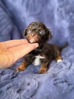 Brown phantom abstract , a female Poodle - Toy  for sale in Tampa, FL – 1 of 4