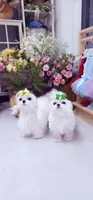 Korean Big Eyes Maltese, a female Maltese for sale in Tampa, FL – 2 of 3