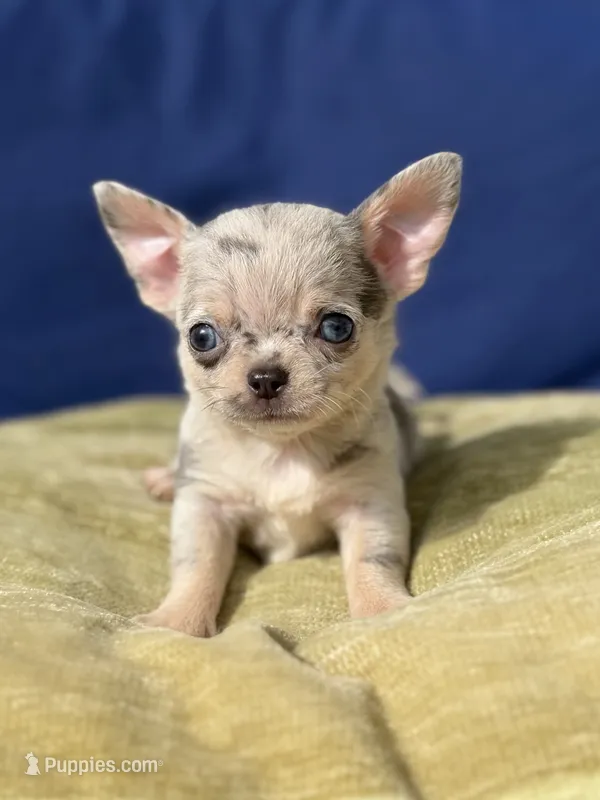 Tiny Zilver  – Chihuahua puppy for sale in Tampa, FL