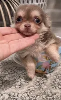 Tiny Lilac and Tan, a female Chihuahua for sale in Tampa, FL – 2 of 7