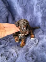 Brown phantom abstract , a female Poodle - Toy  for sale in Tampa, FL – 3 of 4