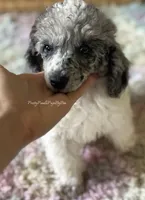 Blue Merle Parti Cloudy, a male Poodle - Toy  for sale in Tampa, FL – 2 of 6