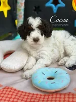 Dark brown tricolor, a female Poodle - Miniature  for sale in Tampa, FL – 3 of 5