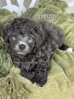 Smurf true dilute blue, a male Yorkipoo for sale in Tampa, FL – 3 of 3