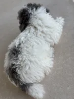 Blue Merle Parti Cloudy, a male Poodle - Toy  for sale in Tampa, FL – 6 of 6