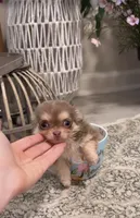 Tiny Lilac and Tan, a female Chihuahua for sale in Tampa, FL – 4 of 7