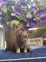 Tiny Lilac and Tan, a male Chihuahua for sale in Tampa, FL – 2 of 5