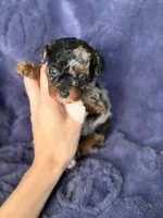 Mh Harlequin Merle Phantom, a female Poodle - Toy  for sale in Tampa, FL – 4 of 6