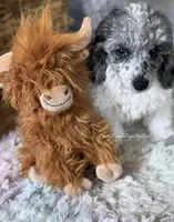 Blue Merle Parti Cloudy, a male Poodle - Toy  for sale in Tampa, FL – 1 of 6