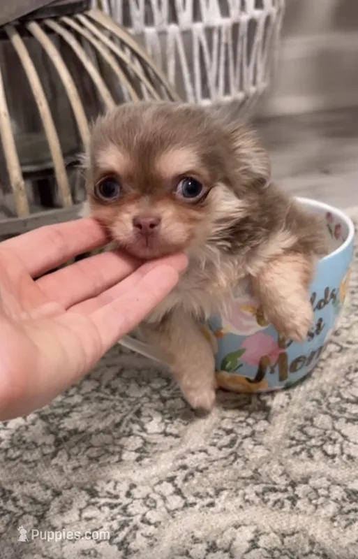 Tiny Lilac and Tan – Chihuahua puppy for sale in Tampa, FL