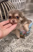 Tiny Lilac and Tan, a female Chihuahua for sale in Tampa, FL – 1 of 7