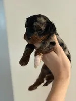 Mh Harlequin Merle Phantom, a female Poodle - Toy  for sale in Tampa, FL – 6 of 6