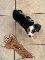 Sailor , a female Miniature Australian Shepherd for sale in Tampa, FL – 6 of 6