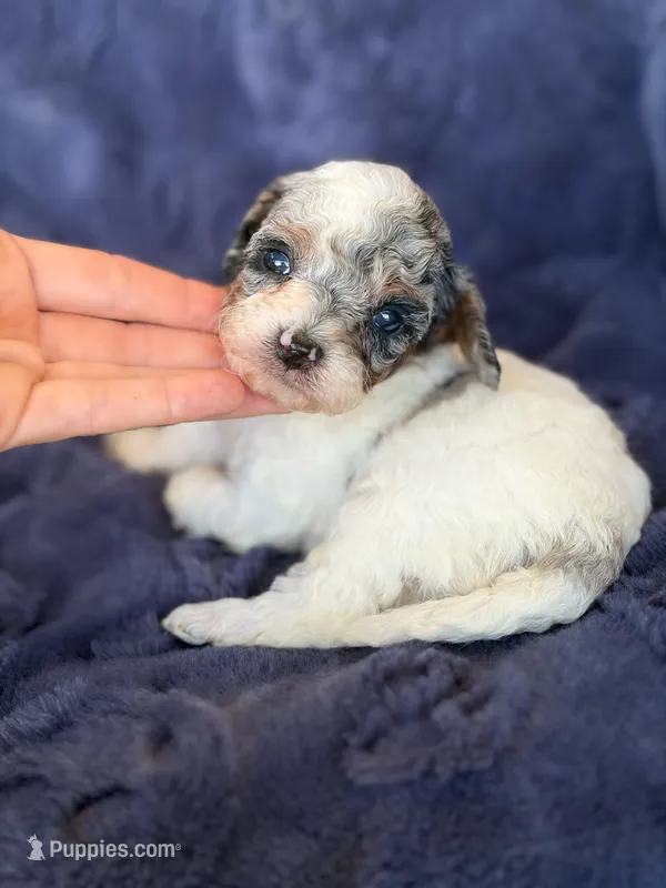 Phantom merle parti  – Poodle - Toy  puppy for sale in Tampa, FL