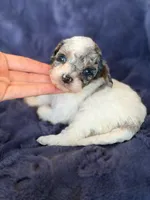 Phantom merle parti , a female Poodle - Toy  for sale in Tampa, FL – 1 of 4