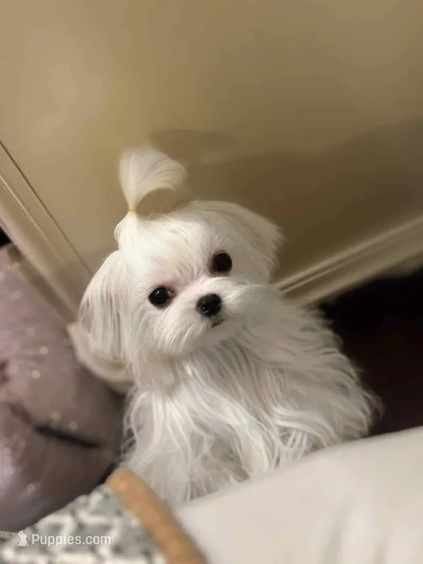 Korean Big Eyes Maltese – Maltese puppy for sale in Tampa, FL