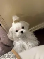 Korean Big Eyes Maltese, a female Maltese for sale in Tampa, FL – 1 of 3