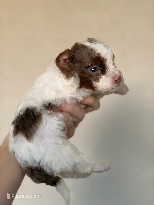 Brown phantom merle parti, a male Poodle - Toy  for sale in Tampa, FL – 1 of 4