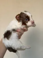 Brown phantom merle parti, a male Poodle - Toy  for sale in Tampa, FL – 1 of 4