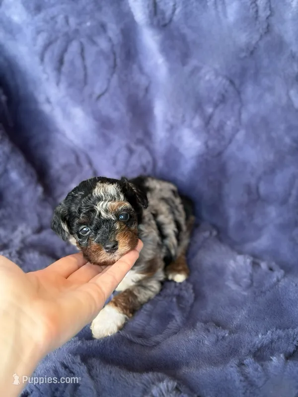 Mh Harlequin Merle Phantom, a female Poodle - Toy  for sale in Tampa, FL – 1 of 6