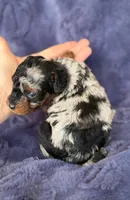 Mh Harlequin Merle Phantom, a female Poodle - Toy  for sale in Tampa, FL – 5 of 6