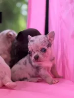 Tiny Zilver , a male Chihuahua for sale in Tampa, FL – 2 of 2