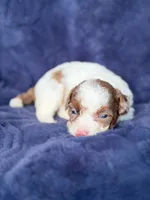 Brown phantom merle parti, a male Poodle - Toy  for sale in Tampa, FL – 3 of 4