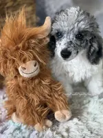 Blue Merle Parti Cloudy, a male Poodle - Toy  for sale in Tampa, FL – 4 of 6