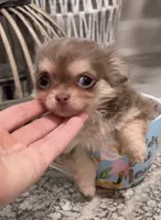 Tiny Lilac and Tan, a female Chihuahua for sale in Tampa, FL – 6 of 7