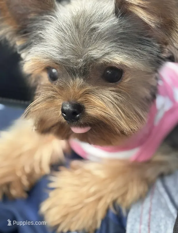 Korean Luna – Yorkshire Terrier puppy for sale in Tampa, FL