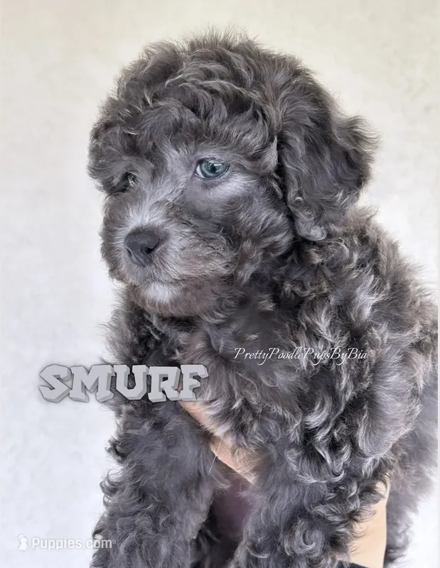 Smurf – Yorkipoo puppy for sale in Tampa, FL