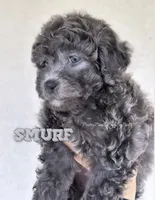 Smurf true dilute blue, a male Yorkipoo for sale in Tampa, FL – 1 of 3