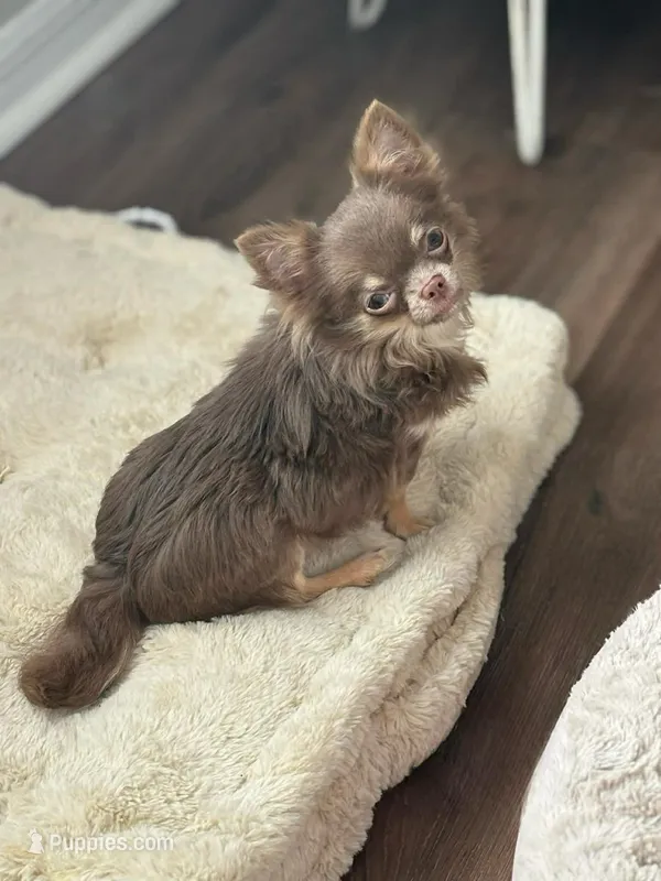 Tiny Lilac and Tan – Chihuahua puppy for sale in Tampa, FL