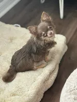 Tiny Lilac and Tan, a male Chihuahua for sale in Tampa, FL – 1 of 5