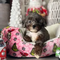 AKC Merle phantom tuxedo, a male Poodle - Toy  for sale in Tampa, FL – 8 of 10