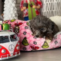 AKC Merle phantom tuxedo, a male Poodle - Toy  for sale in Tampa, FL – 10 of 10