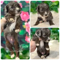 AKC Merle phantom tuxedo, a male Poodle - Toy  for sale in Tampa, FL – 7 of 10