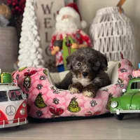 AKC Merle phantom tuxedo, a male Poodle - Toy  for sale in Tampa, FL – 6 of 10