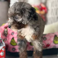 AKC Merle phantom tuxedo, a male Poodle - Toy  for sale in Tampa, FL – 9 of 10