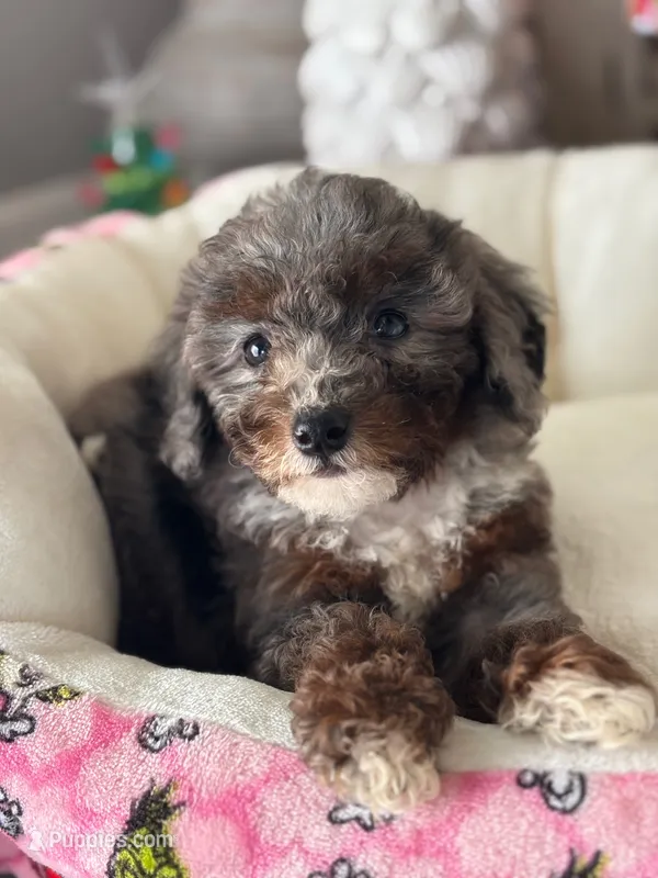 AKC Merle phantom tuxedo – Poodle - Toy  puppy on hold in Tampa, FL
