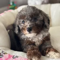 AKC Merle phantom tuxedo, a male Poodle - Toy  for sale in Tampa, FL – 1 of 10