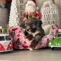 AKC Merle phantom tuxedo, a male Poodle - Toy  for sale in Tampa, FL – 4 of 10