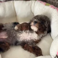 AKC Merle phantom tuxedo, a male Poodle - Toy  for sale in Tampa, FL – 2 of 10