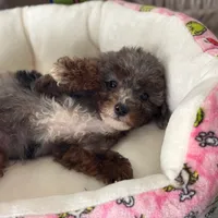 AKC Merle phantom tuxedo, a male Poodle - Toy  for sale in Tampa, FL – 3 of 10