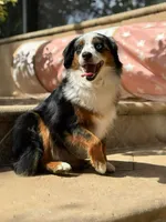 Sailor , a female Miniature Australian Shepherd for sale in Tampa, FL – 2 of 6