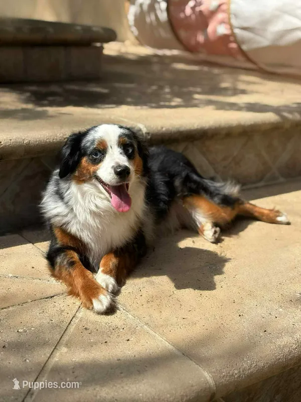 Sailor  – Miniature Australian Shepherd puppy for sale in Tampa, FL