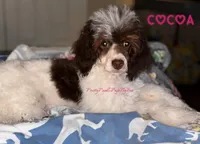 Dark brown tricolor, a female Poodle - Miniature  for sale in Tampa, FL – 1 of 5