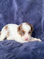 Brown phantom merle parti, a male Poodle - Toy  for sale in Tampa, FL – 2 of 4