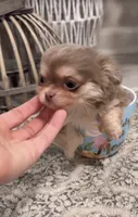 Tiny Lilac and Tan, a female Chihuahua for sale in Tampa, FL – 5 of 7